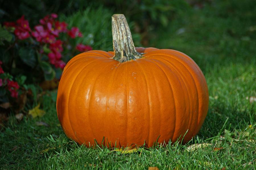 pumpkin skin