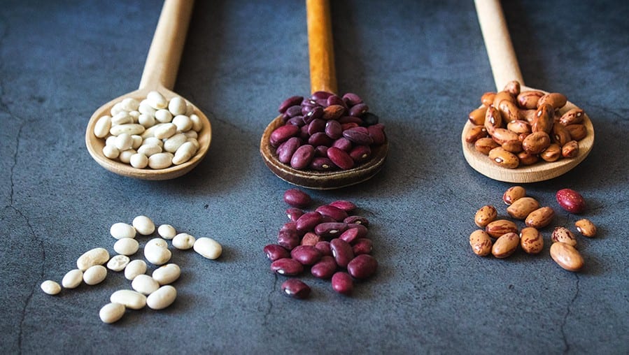 plant based protien
